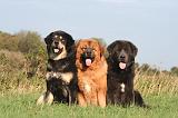 DOGUE DU TIBET 617